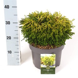 Puskiparisis bukasis (Lot Chamaecyparis o.) 'Gitte' C5/P23 30-40 CM - nuotrauka 1