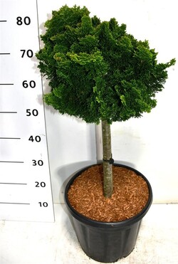 Puskiparisis bukasis (Lot Chamaecyparis o.) 'Nana Gracilis' C13 STIEBAS 40 CM