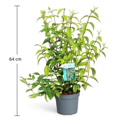 Deucija (Lot Deutzia hybrida) 'Strawberry Fields' C3/P19 50-60 CM