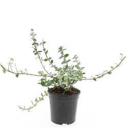 Ožekšnis Fortūno (Lot Euonymus fort.) 'Emerald Gaiety' C1,5/P15