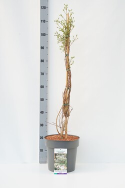 Alyva rudeninė (Lot Heptacodium miconioides) C10 80-100 CM