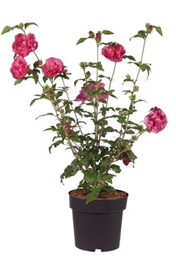 Sirinė kinrožė (Lot Hibiscus syr.) 'Hawaii' C4/P21 50-60 CM