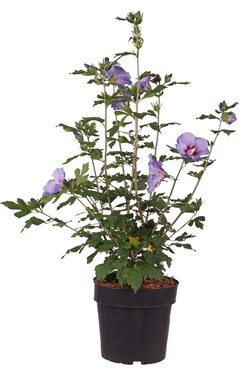 Sirinė kinrožė (Lot Hibiscus syr.) 'Marina' C5/P23 STIEBAS 40 CM