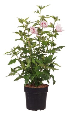 Sirinė kinrožė (Lot Hibiscus syr.) 'Starburst Chiffon' C4/P21 50-60 CM