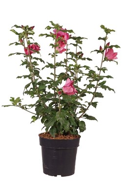 Sirinė kinrožė (Lot Hibiscus syr.) 'Woodbridge' C5/P23 STIEBAS 40 CM