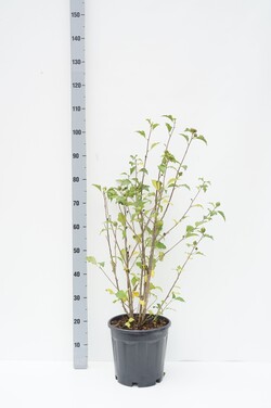 Sirinė kinrožė (Lot Hibiscus syr.) 'Woodbridge' C10 60-80 CM