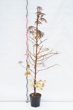 Hortenzija laipiojančioji (Lot Hydrangea anomala petiolaris) C10 175-200 CM