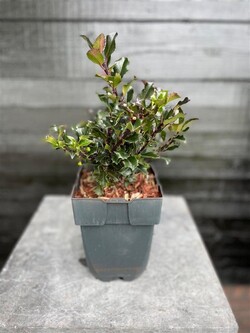 Bugienis (Lot Ilex mes.) 'Blue Angel' C2/P17 30/+ CM