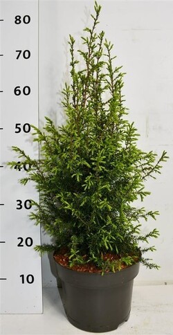 Kadagys paprastasis (Lot Juniperus comm.) 'Suecica' C5/P23 40-50 CM