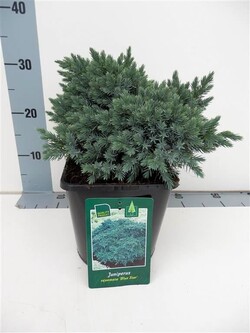 Kadagys žvynuotasis (Lot Juniperus squa.) 'Blue Star' C3/P19 25-30 CM - nuotrauka 1