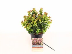 Leukotoja pažastinė (Lot Leucothoe axil.) 'Curly Red' C2/P17 20-30 CM