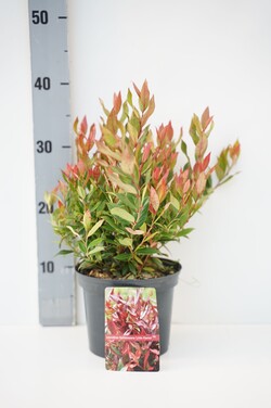 Leukotoja svyrančioji (Lot Leucothoe f.) 'Little Flames' C2/P17 20-25 CM