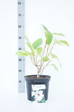 Magnolija smulkiažiedė (Lot Magnolia sieboldii) C5/P23 25-30 CM