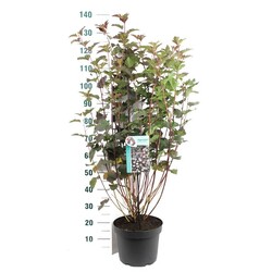 Pūslenis putinalapis (Lot Physocarpus op.) 'Diabolo' C10 80-100 CM - nuotrauka 1