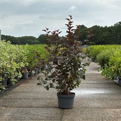 Pūslenis putinalapis (Lot Physocarpus op.) 'Diabolo' C10 80-100 CM - nuotrauka 2