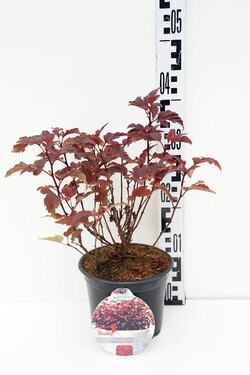Pūslenis putinalapis (Lot Physocarpus op.) 'Little Angel' C2/P17 25-30 CM