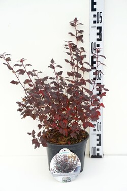 Pūslenis putinalapis (Lot Physocarpus op.) 'Little Joker' C2/P17 25-30 CM