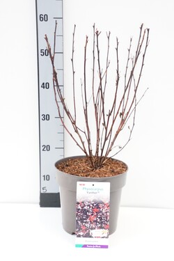Pūslenis putinalapis (Lot Physocarpus opul.) 'Panther' C5/P23 50-60 CM