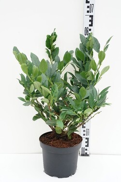 Lauro vyšnia (Lot Prunus laur.) 'Mano' C3/P19 30-40 CM