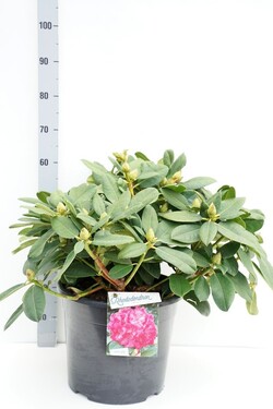Rododendras (Lot Rhododendron) 'Germania' C20 50-60 CM