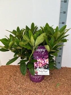 Rododendras Inkarho® (Lot Rhododendron) 'Pushy Purple' C5/P23 30-40 CM