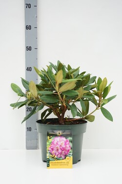Rododendras jakušimaninis (Lot Rhododendron (Y)) 'Bohlkens Lupinenberg' C5/P23 25-30 CM