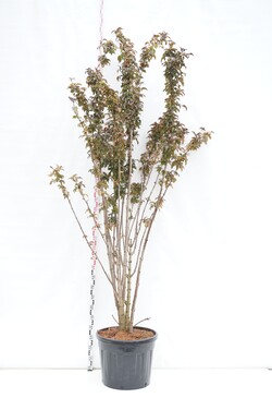 Šeivamedis juodauogis (Lot Sambucus nigra) 'Black Tower' C90 250-300 CM