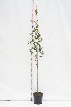 Šermukšnis torminalis (Lot Sorbus torminalis) C35 KAMIENO APIMTIS 6-8 CM