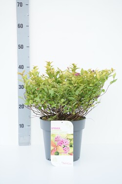 Japoninė lanksva (Lot Spiraea jap.) 'Magic Carpet' C4/P21 30-40 CM