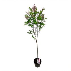 Alyvos (Lot Syringa) 'Flowerfest White' C3/P19 STIEBAS 60 CM