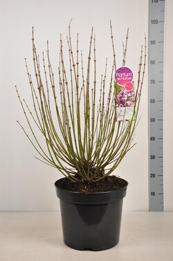 Alyva mejerio (Lot Syringa meyeri) 'Palibin' C15 60-80 CM - nuotrauka 2