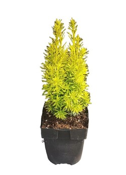 Kukmedis europinis (Lot Taxus b.) 'David' C2/P17 40/+ CM