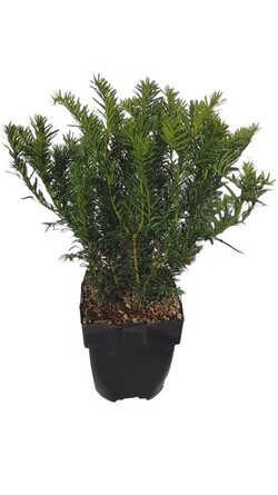 Kukmedis europinis (Lot Taxus b.) 'Repandens' C2/P17 30/+ CM