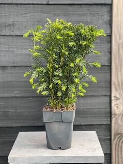 Kukmedis tarpinis (Lot Taxus media) 'Groenland' C2/P17 60 CM