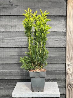 Kukmedis tarpinis (Lot Taxus media) 'Hicksii' C2/P17 60 CM