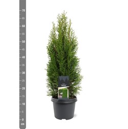 Tuja vakarinė (Lot Thuja occ.) 'Smaragd' C3/P19 50-60 CM - nuotrauka 2