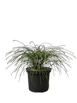 Tuja didžioji (Lot Thuja pl.) 'Whipcord' C5/P23 25-30 CM
