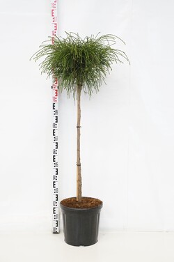Tuja didžioji (Lot Thuja pl.) 'Whipcord' C18 STIEBAS 80 CM - nuotrauka 1