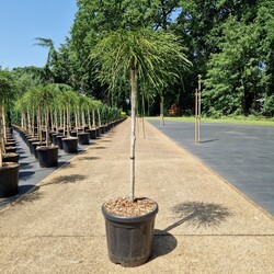 Tuja didžioji (Lot Thuja pl.) 'Whipcord' C18 STIEBAS 80 CM - nuotrauka 2