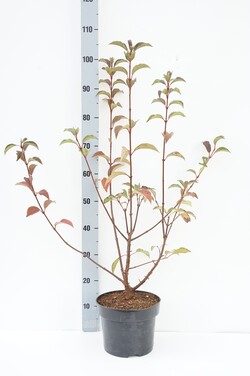 Putinas (Lot Viburnum bodn.) 'Dawn' C5/P23 50-60 CM
