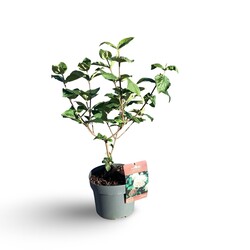 Putinas kvapusis (Lot Viburnum carlcephalum) C4/P21 40-60 CM