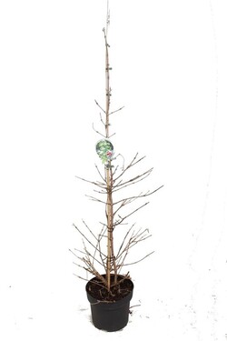 Raukšlėtasis putinas (Lot Viburnum plic.) 'Kilimandjaro' C10 100-125 CM