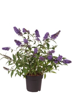 Budlėja Davido (Lot Buddleja d.) 'Ellen's Blue' C4/P21