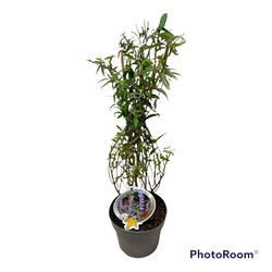 Budlėja Davido (Lot Buddleja d.) 'Nanho Blue' C3/P19 50-60 CM