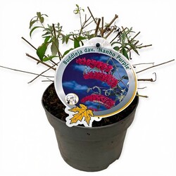 Budlėja Davido (Lot Buddleja d.) 'Nanho Purple' C3/P19