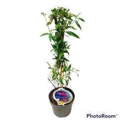 Budlėja Davido (Lot Buddleja d.) 'Nanho Purple' C3/P19 50-60 CM