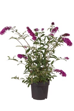 Budlėja Davido (Lot Buddleja d.) 'Royal Red' C4/P21