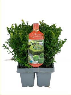 Buksmedis paprastasis (Lot Buxus sempervirens) MIX 6-PACK