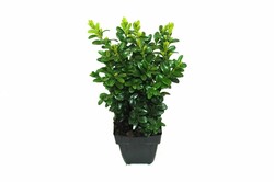 Buksmedis paprastasis (Lot Buxus sempervirens) P11 30/+ CM