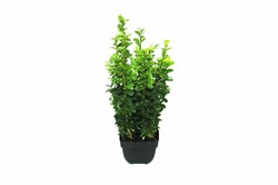 Buksmedis paprastasis (Lot Buxus sempervirens) C1/P13 30/+ CM